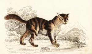 Gato salvaje de carey de Sudamérica, Felis catus. ,1834 (grabado)