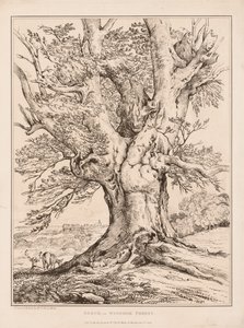 Beech in Windsor Forest de William Alfred Delamotte
