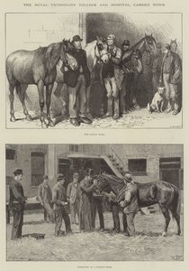 El Royal Veterinary College and Hospital, Camden Town