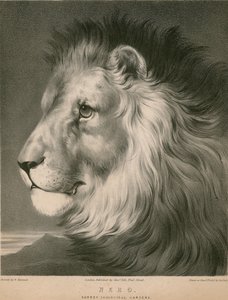 Nero el león, Jardines Zoológicos de Surrey, Londres de William Barraud