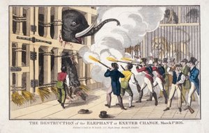 La destrucción del elefante destruido en Exeter 