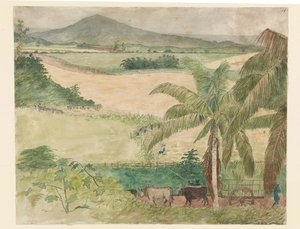 Hacienda azucarera - esclavo cortando caña de William     Berryman