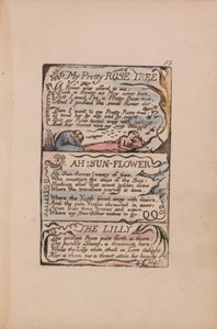 Canciones de Inocencia y de Experiencia, Placa 53, Mi Hermoso Rosal, ¡Ah! Girasol, El Lirio de William Blake