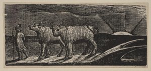 Novillas sin yugo, holgazaneando hacia casa, de Pastorales de Virgilio de Thornton, 1821