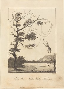 Los monos Mecoo y Kisbee Kishee de William Blake after John Gabriel Stedman