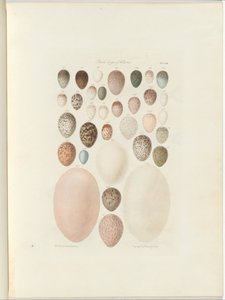 Huevos de aves de Victoria. El folio inédito Australia Terra Cognita por William Blandowski. 1855-56 de William Blandowski