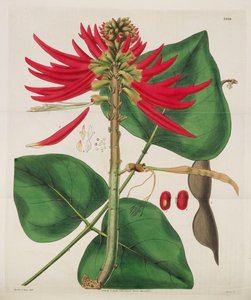 Revista Botánica, 1787-1833