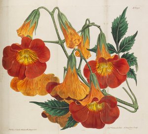 Revista Botánica, 1787-1833 de William Curtis