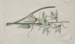La revista botánica o el jardín de flores exhibido: Estrella de Belén de William Curtis