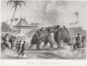 Elefantes peleando en Lucknow de William Daniell