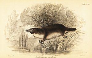 Ornitorrinco, Ornithorhynchus anatinus.,1841 (grabado)