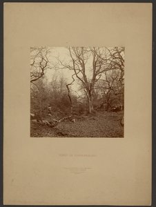 Bosque de Fontainebleau de William Drooke Harrison