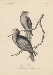 1. Psittacula lineola y 2. Brotogeris aurifrons, litografía por J.T. Bowen, 1850 de William E. Hitchcock