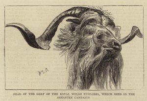 Cabeza de la cabra de los Fusileros Reales de Gales, que murió en la campaña de Ashantee de William Edward Atkins
