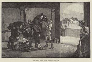 El espectáculo del caballo Shire, toques finales de William Frank Calderon