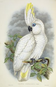 Cacatúa de ojos azules de William Hart