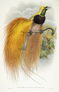 Paradisea Augustae Victoriae, 1891-1898 de William Hart