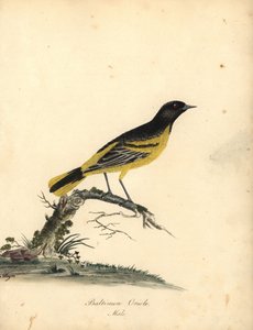 Oropéndola de Baltimore, Icterus galbula. (Baltimore oriole, Oriolus baltimore) Grabado en cobre coloreado a mano de una ilustración de Matilda Hayes de Portraits of Rare and Curious Birds from the Menagery of Osterly Park de William Hayes, Londres: Bulmer