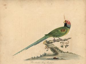 Perico cabeza de flor, Psittacula roseata. (Perico de cabeza rosa) Grabado en cobre coloreado a mano de una ilustración de William Hayes y su hija Matilda Hayes de la obra de William Hayes Portraits of Rare and Curious Birds from the Menagery of Ost de William Hayes