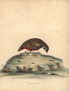 Codorniz de pecho azul, Coturnix chinensis. (Codorniz china, Tetrao chinensis) Grabado en cobre coloreado de una ilustración de William Hayes de Portraits of Rare and Curious Birds from the Menagery of Osterly Park, Londres: Bulmer