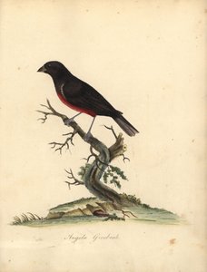 Pinzón de vientre castaño, Oryzoborus angolensis. (Angola grosbeak, Loxia angolensis) Grabado en cobre coloreado de una ilustración de William Hayes de Portraits of Rare and Curious Birds from the Menagery of Osterly Park, Londres: Bulmer de William Hayes