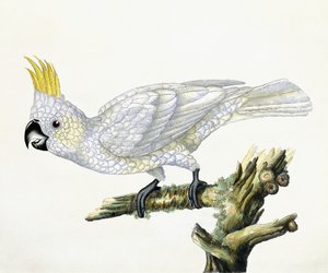 Cacatúa, 1779