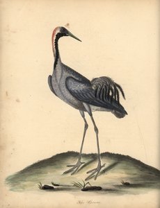 Grus grus (Ardea grus) Grabado en cobre coloreado de una ilustración de William Hayes de Portraits of Rare and Curious Birds from the Menagery of Osterly Park.
