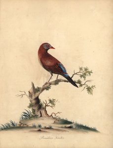 Granadero común, Uraeginthus granatinus, originario de África. (Pinzón brasileño, Fringilla granatina) Grabado en cobre coloreado a mano de una ilustración de William Hayes de Portraits of Rare and Curious Birds from the Menagery of Osterly Park, Londres:  de William Hayes