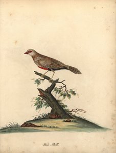 Pico de cera común, Estrilda astrild. (Loxia astreld) Grabado en cobre coloreado a mano de una ilustración de William Hayes de Portraits of Rare and Curious Birds from the Menagery of Osterly Park. de William Hayes