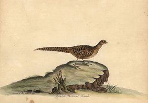 Faisán dorado o chino, Chrysolophus pictus, hembra. (Faisán pintado, Phasianus pictus) Grabado en cobre coloreado a mano de una ilustración de Ann y Emily Hayes de la obra de William Hayes Portraits of Rare and Curious Birds from the Menagery of Osterly