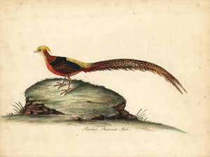 Faisán dorado o chino, Chrysolophus pictus, macho. (Faisán pintado, Phasianus pictus) Grabado en cobre coloreado a mano de una ilustración de William Hayes de Portraits of Rare and Curious Birds from the Menagery of Osterly Park, Londres: Bulmer