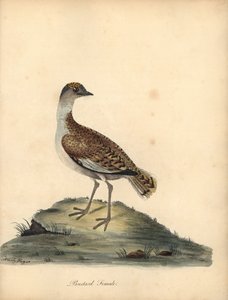 Avutarda, Otis tarda, hembra. Vulnerable. Grabado en cobre coloreado a mano de una ilustración de William y Emily Hayes de la obra de William Hayes Portraits of Rare and Curious Birds from the Menagery of Osterly Park. de William Hayes