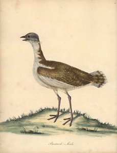 Avutarda, Otis tarda, macho. Vulnerable. Grabado en cobre coloreado a mano de una ilustración de William Hayes de Portraits of Rare and Curious Birds from the Menagery of Osterly Park (Londres: Bulmer de William Hayes