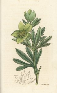 Heléboro verde, Helleborus viridis. Grabado en cobre coloreado a mano por James Sowerby de la obra Botánica inglesa de James Smith, Londres