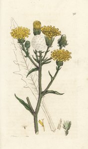 Lengua de buey Hawkweed, Picris hieracioides. Grabado en cobre coloreado a mano por James Sowerby de la obra Botánica inglesa de James Smith, Londres de William Hayes