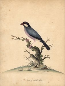 Gorrión de Java, Lonchura oryzivora. Vulnerable. (Java grosbeak, Loxea oryxivora) Grabado en cobre coloreado de una ilustración de William Hayes de Portraits of Rare and Curious Birds from the Menagery of Osterly Park, Londres: Bulmer de William Hayes