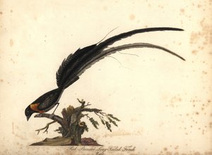 (Pinzón de cola larga de pecho rojo, Emberiza paradisaea) Grabado en cobre coloreado a mano de una ilustración de William Hayes de Portraits of Rare and Curious Birds from the Menagery of Osterly Park, Lo de William Hayes