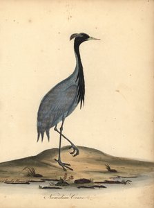 Mademoiselle crane, Anthropoides virgo (grulla numidiana, Ardea virgo). Grabado en cobre coloreado a mano de una ilustración de Ann y Emily Hayes de la obra de William Hayes Portraits of Rare and Curious Birds from the Menagery of Osterly Park.