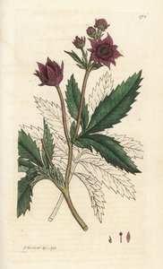 Cinquefoil del pantano, Comarum marsh. Grabado en cobre coloreado a mano por James Sowerby de la obra Botánica inglesa de James Smith, Londres de William Hayes