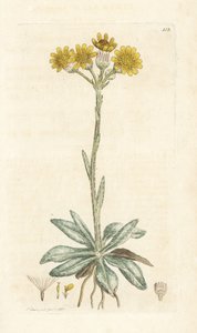 Tephroseris integrifolia (Cineraria integrifolia). Grabado en cobre coloreado a mano por James Sowerby de la obra Botánica inglesa de James Smith, Londres