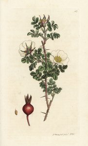 Rosa spinosissima. Grabado en cobre coloreado a mano por James Sowerby de James Smith