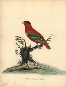 Lorius domicella. En peligro de extinción. Lori de cabeza negra, Psittacus domicilla. Grabado en cobre coloreado de una ilustración de William Hayes de Portraits of Rare and Curious Birds from the Menagery of Osterly Park (Londres: Bulmer de William Hayes
