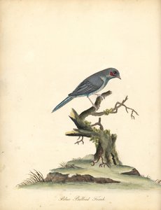 Cordoncillo de mejillas rojas, Uraeginthus bengalus. (Pinzón de vientre azul, Fringilla benghalus.) Grabado en cobre coloreado a mano de una ilustración de William Hayes de Portraits of Rare and Curious Birds from the Menagery of Osterly Park (Londres: Bul de William Hayes