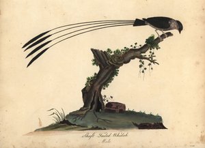 Pava de cola de fuste, Vidua regia. (Shaft-tailed whidah, Emberiza regia) Grabado en cobre coloreado a mano de una ilustración de William Hayes y su hija M (Matilda) de Portraits of Rare and Curious Birds from the Menagery of Osterly Park, London: de William Hayes