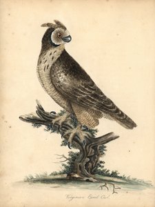 Búho de orejas cortas, Asio flammeus. (Búho de orejas virginianas) Grabado en cobre coloreado a mano de una ilustración de William Hayes y su hija M (Matilda) de Portraits of Rare and Curious Birds from the Menagery of Osterly Park, Londres: Bulmer de William Hayes