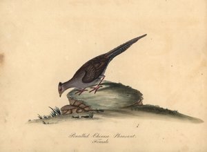 Faisán plateado, Lophura nycthemera, hembra. (Faisán chino a lápiz, Phasianus nycthemerus) Grabado en cobre coloreado a mano de una ilustración Matilda Hayes de Portraits of Rare and Curious Birds from the Menagery of Osterly Park de William Hayes, de William Hayes