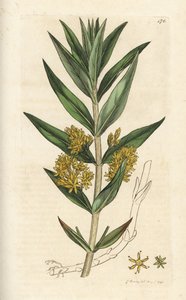 Lysimachia thyrsiflora. Grabado en cobre coloreado a mano por James Sowerby de James Smith