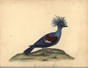 Paloma coronada occidental, Goura cristata. (Paloma india coronada, Columba coronata). Vulnerable. Grabado en cobre coloreado de una ilustración de William Hayes de Portraits of Rare and Curious Birds from the Menagery of Osterly Park (Londres: