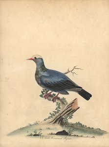 Paloma de corona blanca, Patagioenas leucocephala. Casi amenazada. (Columba leucocephala) Grabado en cobre coloreado de una ilustración de William Hayes de Portraits of Rare and Curious Birds from the Menagery of Osterly Park. de William Hayes