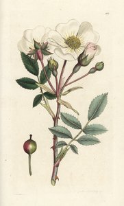 Rosa arvensis. Grabado en cobre coloreado a mano por James Sowerby de la obra Botánica inglesa de James Smith, Londres